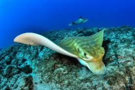 Image result for Myliobatis aquila