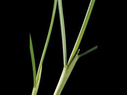 Attēlu rezultāti vaicājumam “Festuca rubra subsp. rubra fruit”