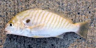 Image result for Leiostomus xanthurus