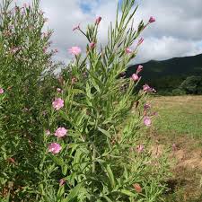 Image result for Weidenröschen