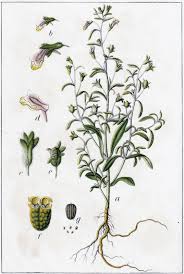 Attēlu rezultāti vaicājumam “Microrrhinum minus leaf”