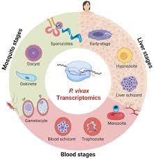 Attēlu rezultāti vaicājumam “Enteridium variabile plasmodium”