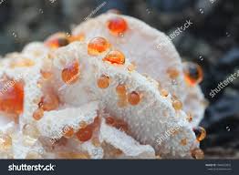 Attēlu rezultāti vaicājumam “Hydnellum ferrugineum”