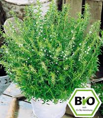 Image result for Bohnenkraut