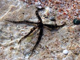 Attēlu rezultāti vaicājumam “Ophiotheca sp.”