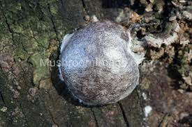 Attēlu rezultāti vaicājumam “Reticularia lycoperdon”