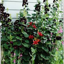 Image result for Alcea rosea nigra