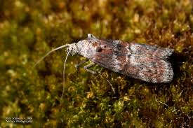 Attēlu rezultāti vaicājumam “Phycita roborella”