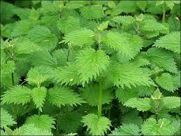 Stinging nettle images?q=tbn:ANd9GcT