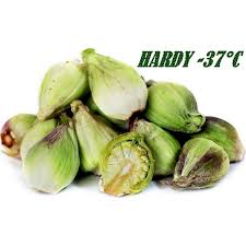 Attēlu rezultāti vaicājumam “Petasites spurius bud”