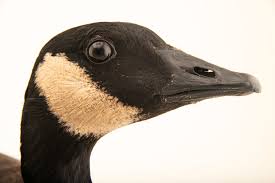 Attēlu rezultāti vaicājumam “Branta canadensis”