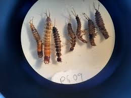 Attēlu rezultāti vaicājumam “Pterostichus niger”