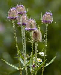 Attēlu rezultāti vaicājumam “Dipsacus fullonum flower”