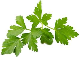 Image result for Koriander