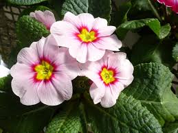 Attēlu rezultāti vaicājumam “Primula x polyantha”