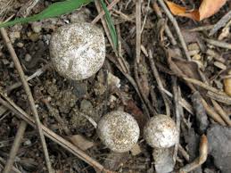 Attēlu rezultāti vaicājumam “Tulostoma fimbriatum”