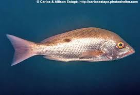 Image result for Lutjanus colorado