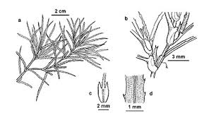Attēlu rezultāti vaicājumam “Najas tenuissima leaf”