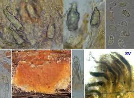 Attēlu rezultāti vaicājumam “Peniophora laurentii”