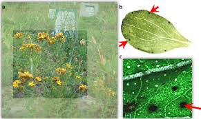 Attēlu rezultāti vaicājumam “Hypericum perforatum leaf”