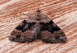 Attēlu rezultāti vaicājumam “Xanthorhoe quadrifasiata”