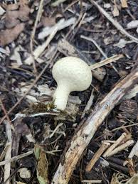 Attēlu rezultāti vaicājumam “Lycoperdon pyriforme young”