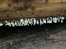 Attēlu rezultāti vaicājumam “Diachea sp.”