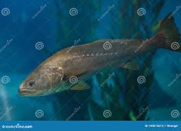 Image result for Argyrosomus regius