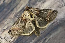 Attēlu rezultāti vaicājumam “Abrostola triplasia”