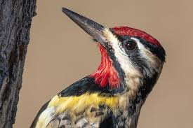 Image result for Sphyrapicus varius