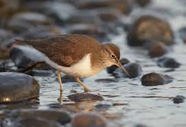 Attēlu rezultāti vaicājumam “Actitis hypoleucos adult”