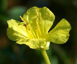 Attēlu rezultāti vaicājumam “Oenothera biennis bud”