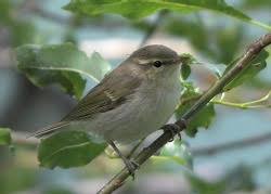 Attēlu rezultāti vaicājumam “Phylloscopus trochiloides adult”