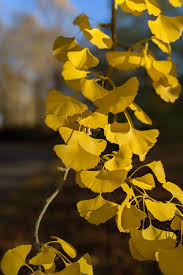 Attēlu rezultāti vaicājumam “Ginkgo biloba leaf”