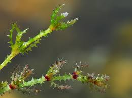 Attēlu rezultāti vaicājumam “Najas marina”