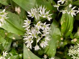 Attēlu rezultāti vaicājumam “Allium ursinum flower”