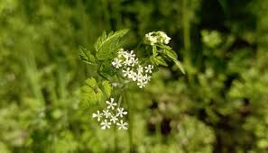 Image result for Anthriscus cerefolium