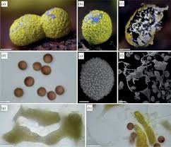 Attēlu rezultāti vaicājumam “Physarum braunianum young”