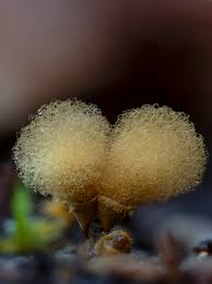 Attēlu rezultāti vaicājumam “Stemonitopsis typhina var. similis macro”