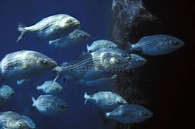 Image result for Morone saxatilis