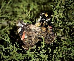 Attēlu rezultāti vaicājumam “Vanessa atalanta underside”
