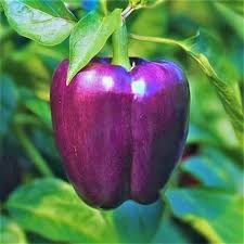 Afbeeldingsresultaat voor purple beauty sweet pepper