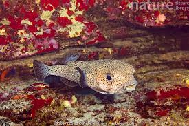 Image result for Diodon hystrix