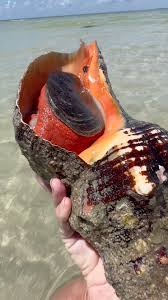 Image result for Triplofusus giganteus