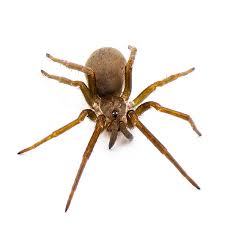 Image result for spider