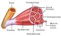 Human Physiology - Muscle