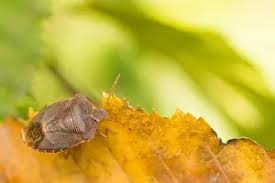 Attēlu rezultāti vaicājumam “Palomena prasina imago”