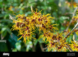 Attēlu rezultāti vaicājumam “Hamamelis mollis”