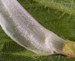 Attēlu rezultāti vaicājumam “Lamium album leaf”