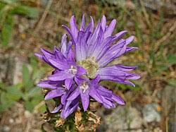 Image result for Campanula spicata